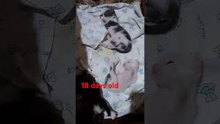 Kittens viralvideo viralshort youtube cats [upl. by Anialam]