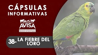 Cápsulas Informativas AVISA 38 La fiebre del Loro [upl. by Anailuy]