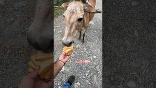 Horse eating fresh bread horse horsevideo kindness humanity bread trend [upl. by Burgener]