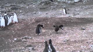 Adelie Penguin vs Skua in Antarctica [upl. by Osterhus]