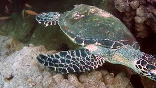 Scuba Diving in Huatulco Mexico [upl. by Vladamar793]