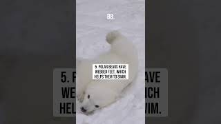 Top 10 Facts About Polar Bears [upl. by Leesen640]