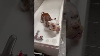 Bath time never gets any easier Dogs Vs baths 🛁😂 shorts dogvideos dog funnydogs [upl. by Freddy848]