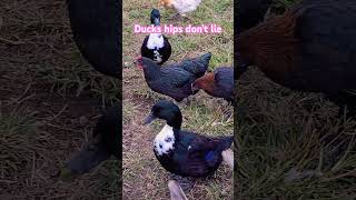 Duck hips dont lie duck Ducks ducklife pets farmanimals farmlife farmlifebestlife [upl. by Ahsikan]