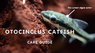 OTOCINCLUS CATFISH FULL GUIDE  SMALLEST ALGAE EATER [upl. by Mcgray]