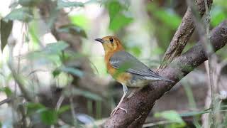 Orangeheaded Thrush [upl. by Os273]