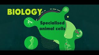 Specialised Animal Cells EXPLAINED  KS3 Science Biology BBC Bitesize [upl. by Asoramla]