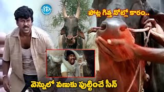 Chiranjeevi Bull Fight Scene  Chiranjeevi All Time Super Hit Movie Scenes  idreamvizag [upl. by Tremann]