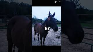 My fillys grandpa chilisteerlingluna reining cowhorse filly [upl. by Adnawuj]