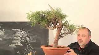 Bonsai Erstgestaltung einer Italienischen Zypresse by Merlin [upl. by Nomyad]