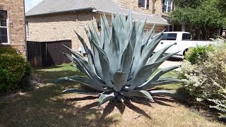 How to care for an agave plant and help it grow huge [upl. by Nava]