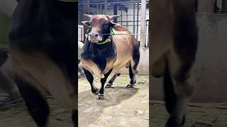 Muscular Tri  Colored bull Returns to The Barn  Pagla Goru 2025 [upl. by Leela]