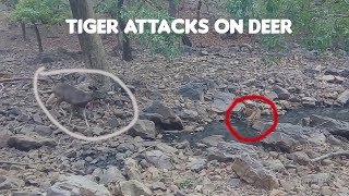 Tiger Attacks Deer in Ranthambore National Park [upl. by Hayott73]