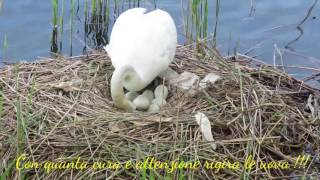 CIGNO in cova sul lago Maggiore [upl. by Maller]