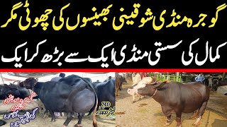 Today Gojra Maweshi Mandi  Buffalo Fresh Rates Update  Buffalo Mandi 2024 [upl. by Hachman]