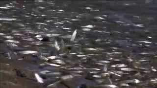 Gulf Grunion Fish Breed Out of Water  Nature on PBS [upl. by Acie]