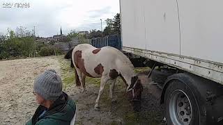 Geflecktes Pony Bildstock 06102024 [upl. by Kristo]