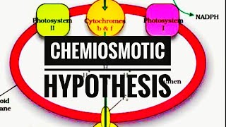 Chemiosmotic hypothesis  Photosynthesis in plant [upl. by Mailliw]