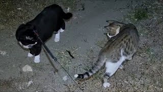 Scolopendra cingulata and cats [upl. by Fitz]