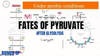 Fates of pyruvate after glycolysis [upl. by Aruat]