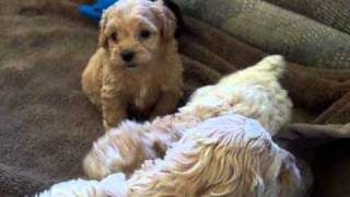 Cockapoo Puppies For Sale [upl. by Butler]