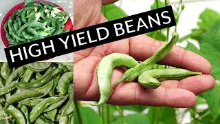 High Yield Beans  Growing Lablab Purpureus Beans  Recipe [upl. by Bunns873]