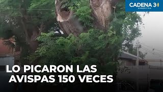 Fue a orinar a un árbol lo picaron las avispas 150 veces y pelea por su vida  Cadena 3 [upl. by Enived344]