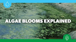 Algae Blooms in Urban Wetlands EXPLAINED [upl. by Richarda]