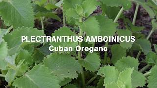 Plectranthus Amboinicus Cuban Oregano Tasty and Many Health Benefits [upl. by Ahsienauq]