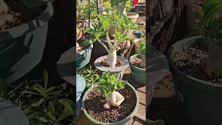 adenium arizonadesertroses arizonaplants desertrose [upl. by Learsi258]