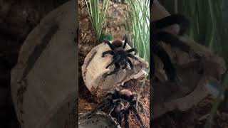 Brachypelma vagans спаривание [upl. by Ethbun731]