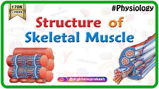 Structure of a skeletal muscle  Muscle Physiology Animations  USMLE videos [upl. by Teemus810]