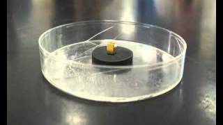 Superconductor Meissner effect [upl. by Murtha277]