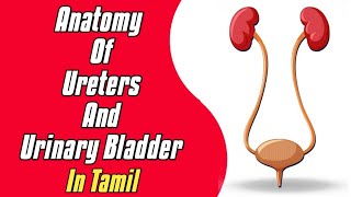 Anatomy of Ureters and Urinary bladder  Explained in tamil  MT Easy Learning [upl. by Jordana]