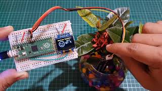 Raspberry Pi Pico Plant Monitoring System using a Capacitive Soil Moisture Sensor amp OLED Display [upl. by Rist]