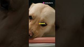 Lewis The Pizza Stealing Dog dogs pets funnydog [upl. by Drannek]