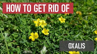 How to Get Rid of Oxalis Woodsorrel small yellow flowers in lawns Weed Management [upl. by Bilski]