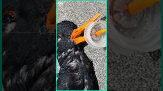 Protect Bird from Plastic rings ProtectBirds PlasticPollution BirdSafety [upl. by Lavoie442]