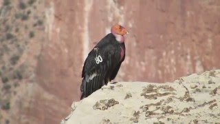 California condor  Gymnogyps californianus [upl. by Rosalyn]