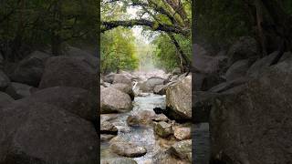 Mossman River on a Rainy Day in Queensland travel nature asmr beautiful relaxing summer [upl. by Airdnna]