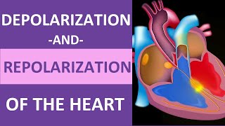 Depolarization and Repolarization of Heart Action Potential Atrial amp Ventricular Animation [upl. by Maltz]