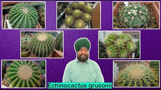 Different species of Echinocactus grusonii  Golden barrel [upl. by Erret239]