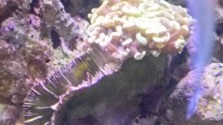 Red Sea Reefer 170 Eco System Reef Marine Tank [upl. by Airbmac]