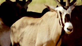 How the Desert Oryx Stops Its Brain From Frying [upl. by Eckhardt]