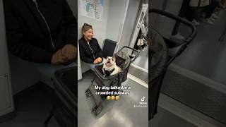 I think we will be banned 🥲 dog pets frenchbulldog frenchie animals funny viral subway [upl. by Im261]