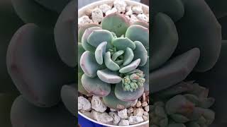 Graptoveria Moonglow music love jardines succulent suculentas viral viralvideos viralreels [upl. by Oijres]