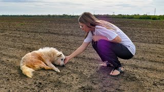 Senior Dog Tries to Find his Way Home After Being Abandoned Until He Got Exhausted [upl. by Ogata]