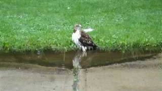 A RedTailed Hawk Playing In A Puddle Of Water At Queens College In Flushing NY [upl. by Friday952]