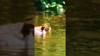 Mergansers enjoy a beautiful day on the river nature merganser bird wildlife [upl. by Tomasz]