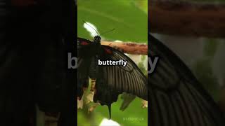 Caterpillars Turn Into Liquid Soup 🐛 invideoai fascinatingcreatures facts caterpillars [upl. by Bryner]